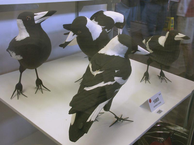 Unreal Magpies