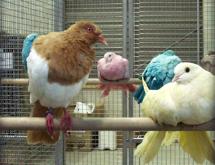 Dyed pigeons