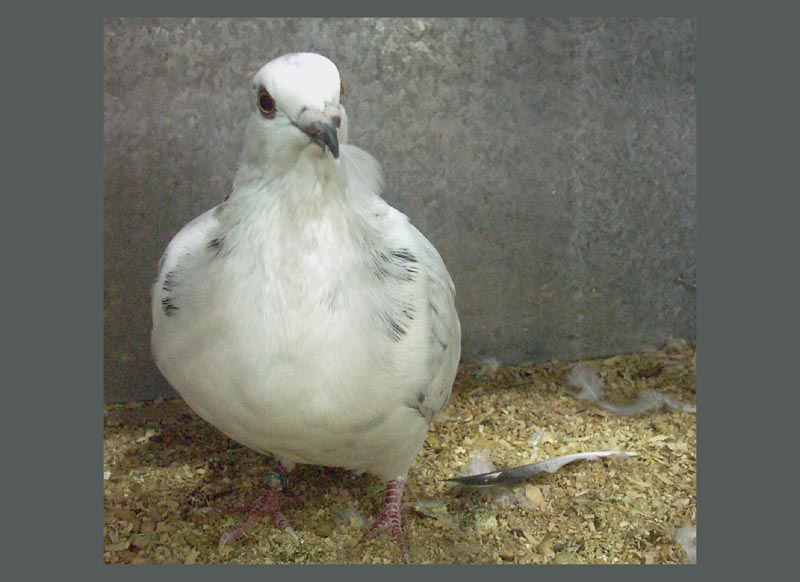 Pigeon holding feather