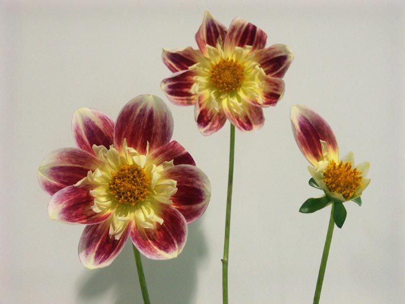 21 blooms (Special Category)