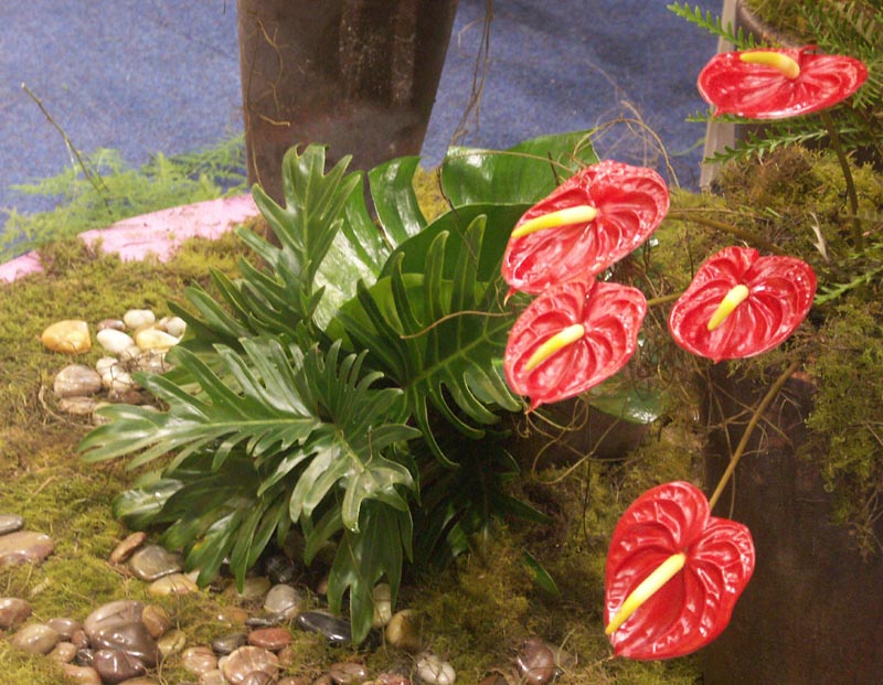 Anthuria and friends