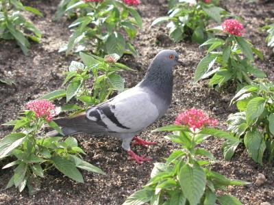 20040711 Pigeon