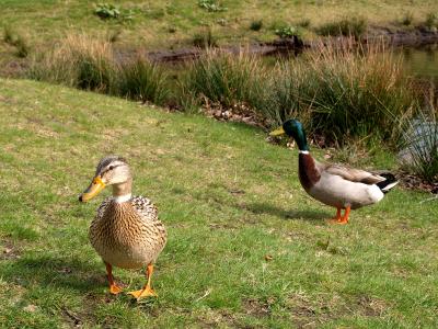 Begging Ducks