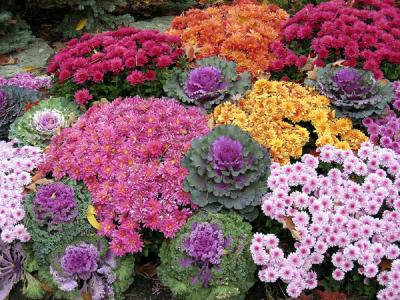 u34/larryhertzog/medium/22684292.fallflowers.jpg