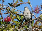 Mockingbird