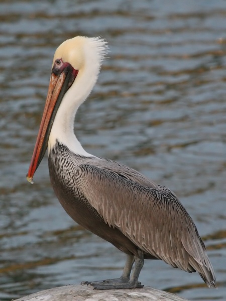 Brown Pelican