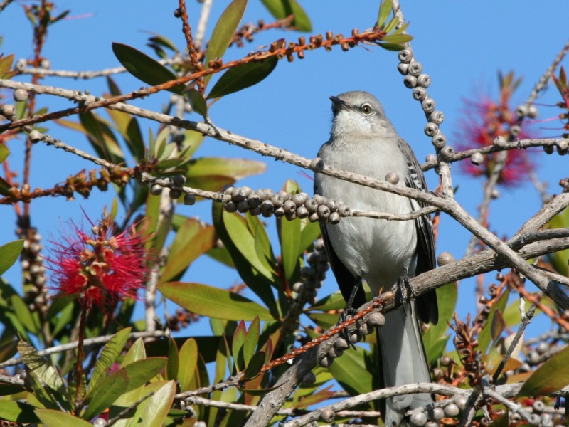 Mockingbird
