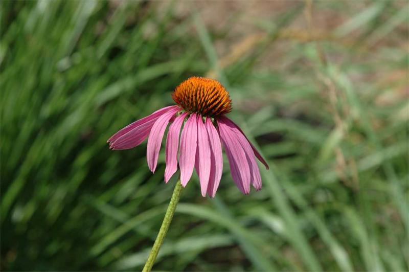 Formal Garden Flora