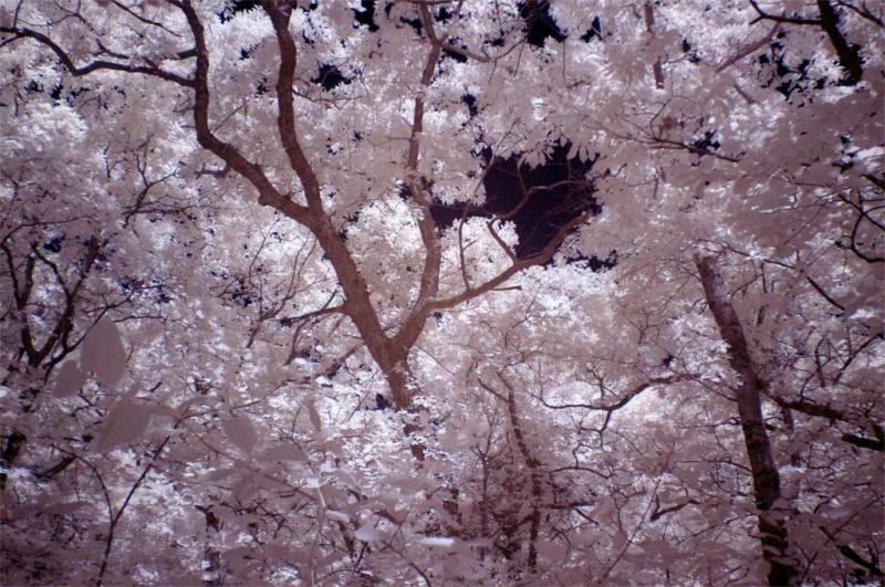 Redbud Valley trees