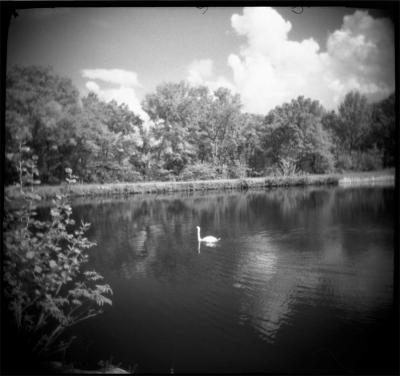 Kiddy Lake Swan