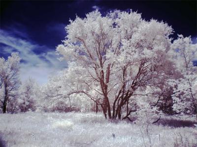 Redbud Valley in Spring