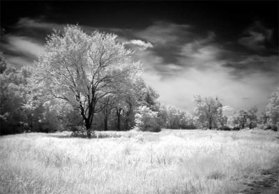 B&W Redbud Valley