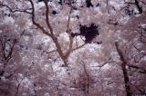 Redbud Valley trees
