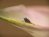 Fly Guy