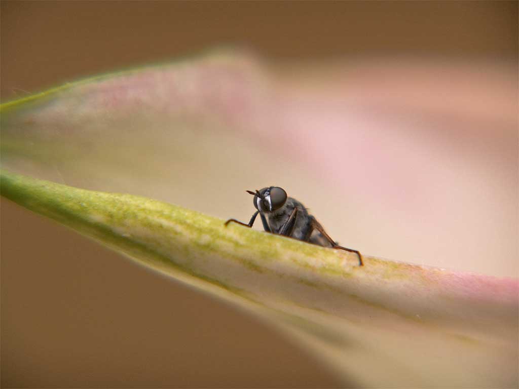 Fly Guy