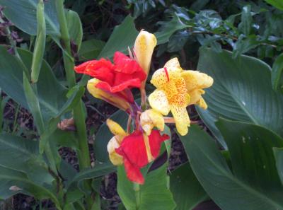 The first blooming of another variety of Canna Lillies we planted late last year that we hadn't seen bloom before.