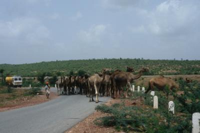 Basi_040_camels.jpg