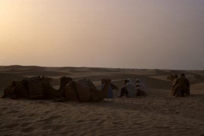 people022_camels+desert.jpg