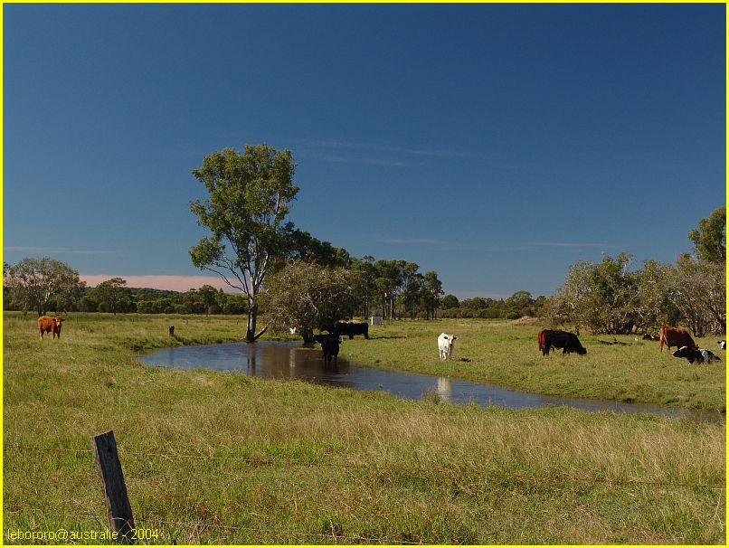 vaches-cows (bush country)