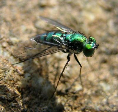  Long-legged Fly