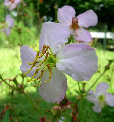 Meadow Beauty