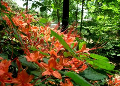 Azalea, Plum Leaf
