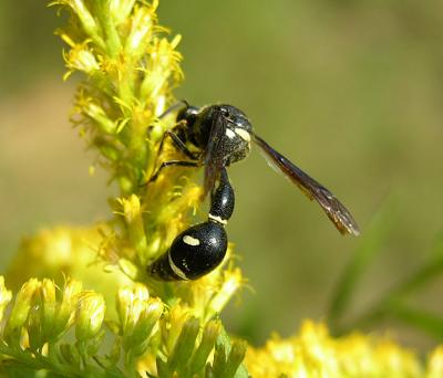 Potter Wasp