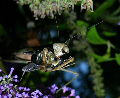 Chinese Mantid with Carpenter Bee Prey