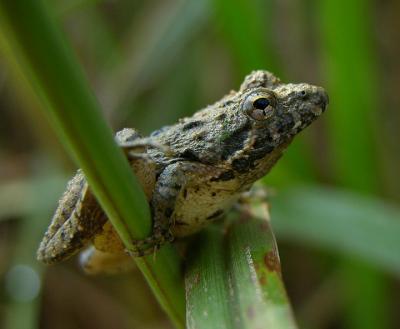 Cope's Gray Treefrog