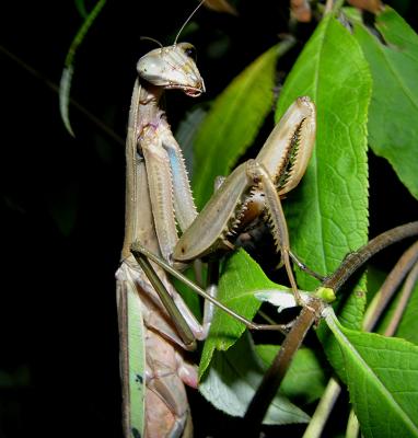 Chinese Mantid