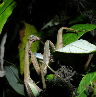 Chinese Mantid