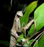 Chinese Mantid