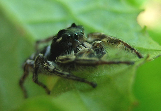 Metaphidippus spp.