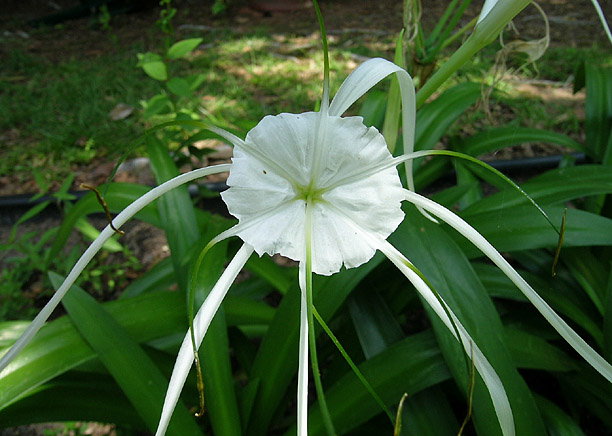 Lily, Mangrove Spider