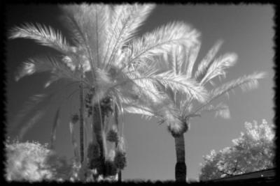 Palm Trees IR BW
