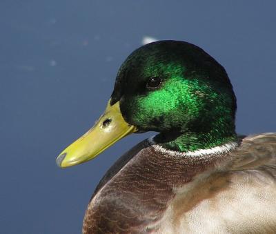 u34/lesliej/medium/22393074.mallard_male_portrait.jpg