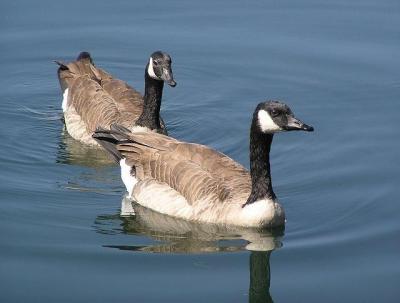canada geese.jpg