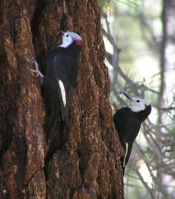 White Headed Woodpeckers - Male and Female
