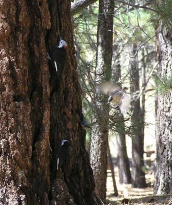 White Headed Woodpeckers and Red Breasted Nuthatches