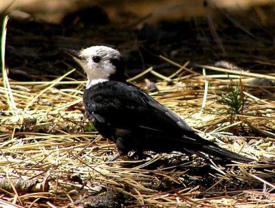 White Headed Woodpecker