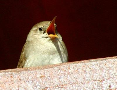 House Wren Singing