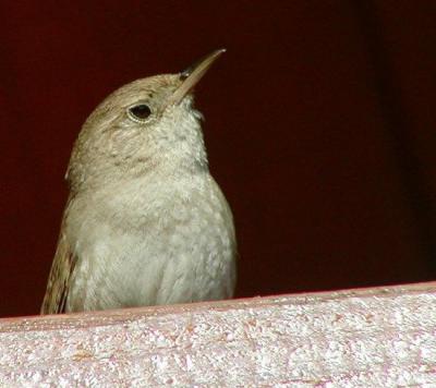 House Wren