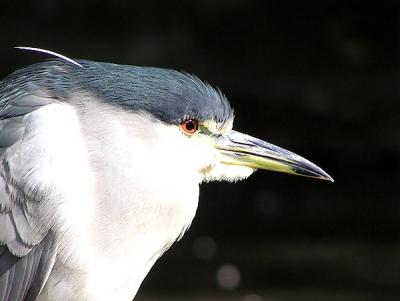 Black Crowned Night Heron