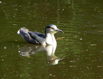 Black Crowned Night Heron Swimming