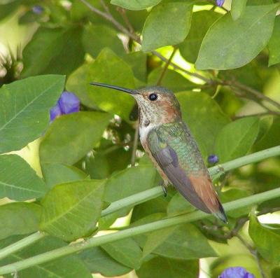 Allen's Hummingbird