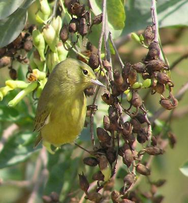 Orange Crowned Warbler