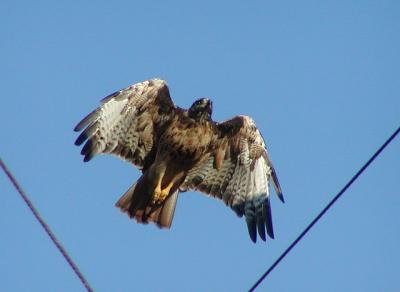 red_tail_coming_in_for_landing.jpg