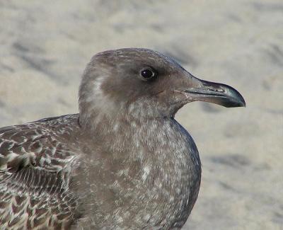 u34/lesliej/medium/22564446.WesternGullJuvenile.jpg