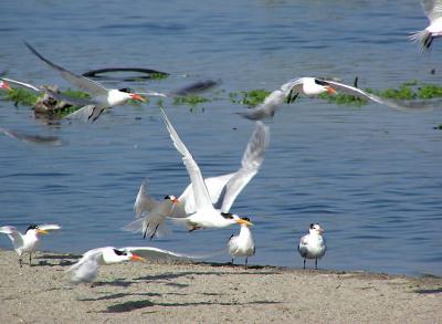 elegant terns.jpg