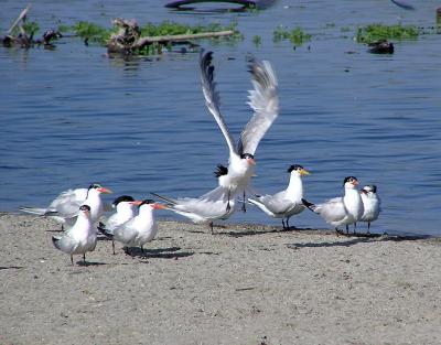 elegant terns 2.jpg